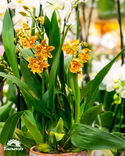 Orchidées Oncidium en pleine floraison dans une serre, variété rare d'orchidées.